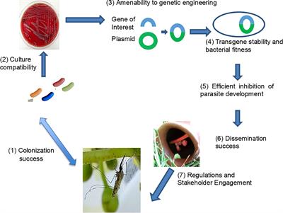 The Strategy of Paratransgenesis for the Control of Malaria Transmission